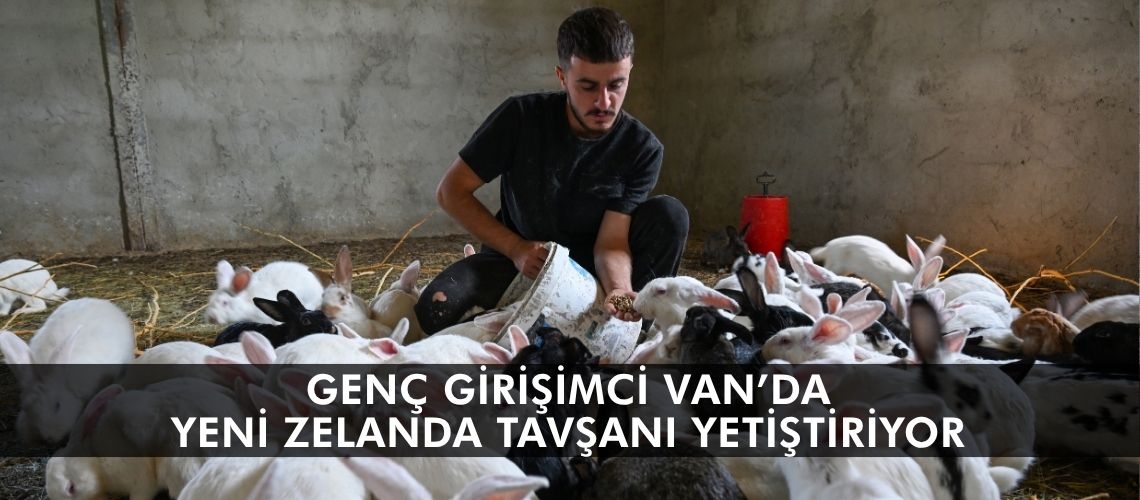 Genç girişimci Van’da Yeni Zelanda tavşanı yetiştiriyor