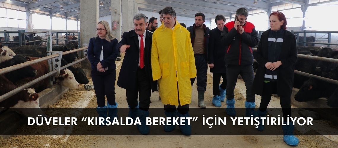 Düveler “Kırsalda Bereket” için yetiştiriliyor