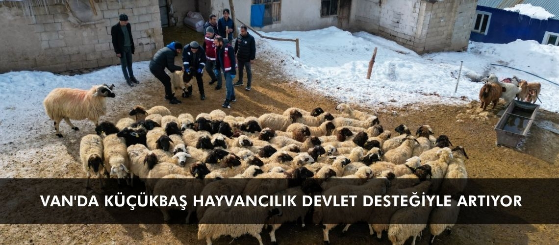 Van'da küçükbaş hayvancılık devlet desteğiyle artıyor