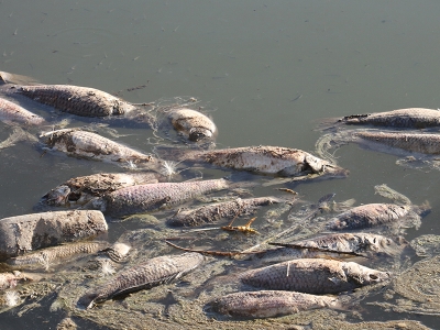 Van'da artan balık ölümleri inceleniyor