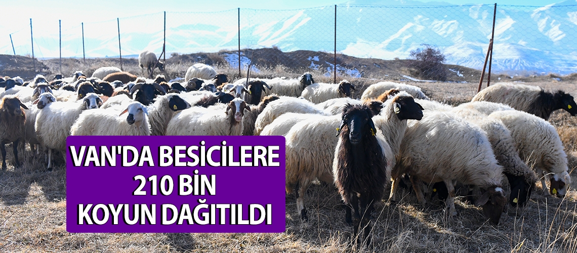 Van'da besicilere 210 bin koyun dağıtıldı