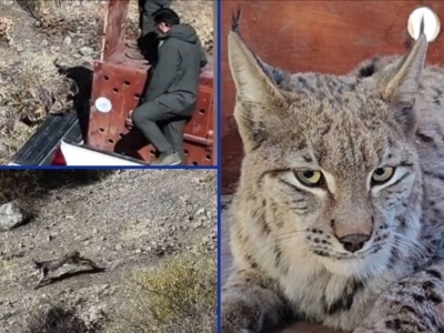 Hayatı kurtarılan vaşak tekrar doğada