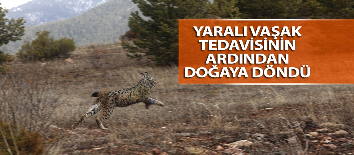 Yaralı vaşak tedavisinin ardından doğaya döndü