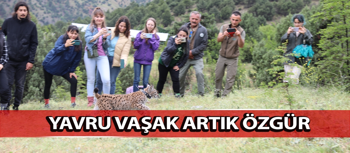 Yavru vaşak artık özgür