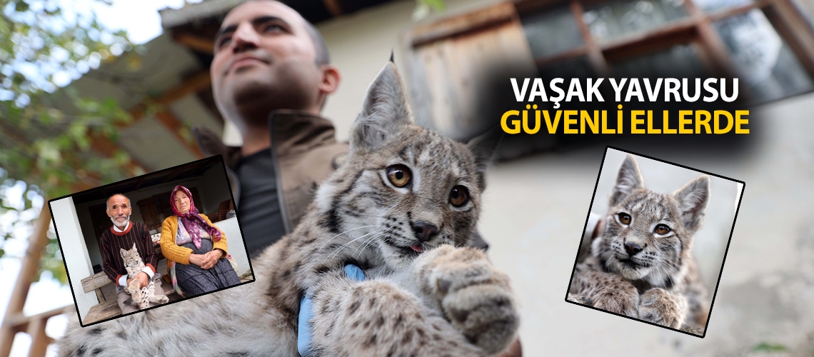 Vaşak yavrusu güvenli ellerde