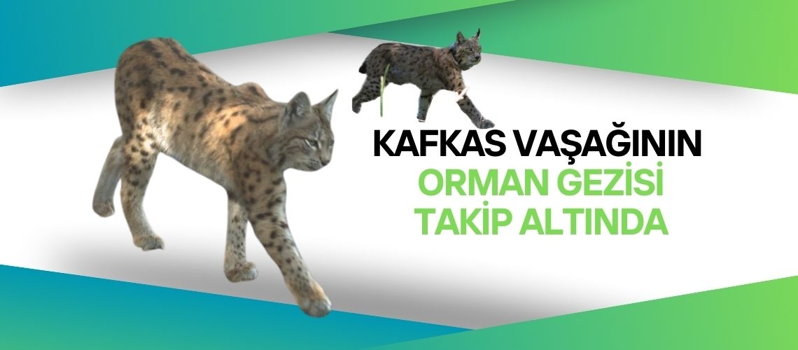 Kafkas vaşağının orman gezisi takip altında