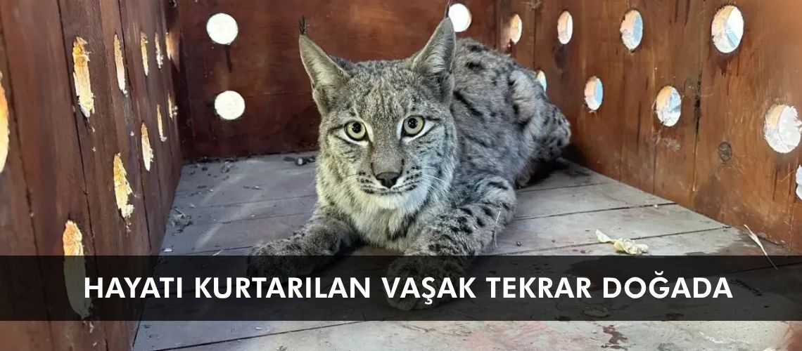 Hayatı kurtarılan vaşak tekrar doğada