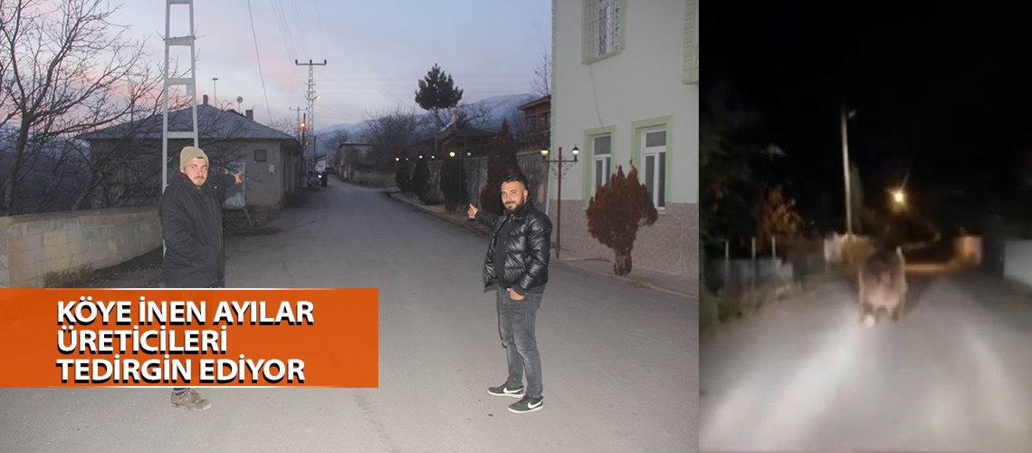 Köye inen ayılar üreticileri tedirgin ediyor