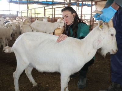 Veteriner besici destekle süt tesisi kurdu