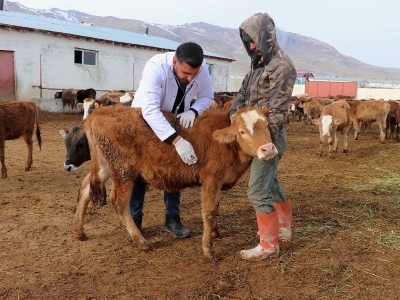 Veteriner hekimden hayvancılığa modern dokunuş