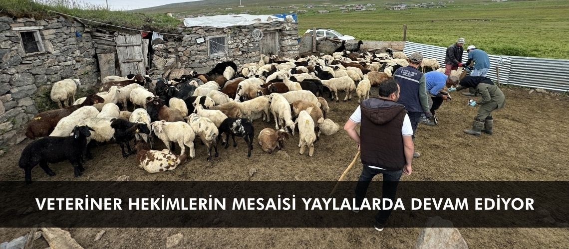 Veteriner hekimlerin mesaisi yaylalarda devam ediyor
