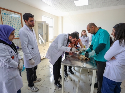 Veteriner hekim adaylarına uygulamalı eğitim