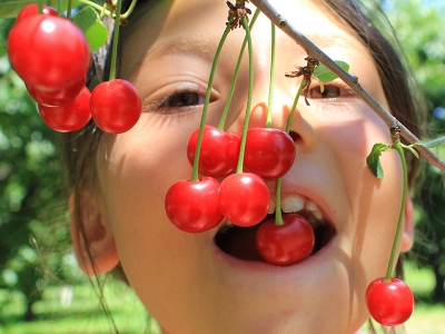 Antioksidan deposu vişne