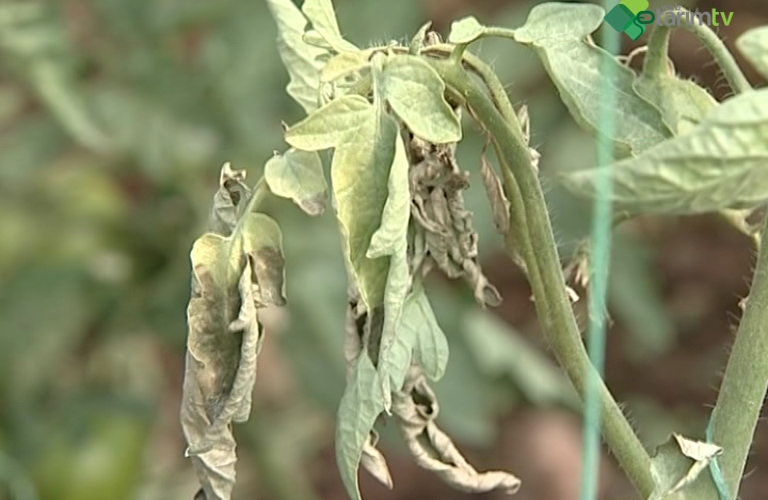 Örtüaltı Bakteriyel Hastalıklar