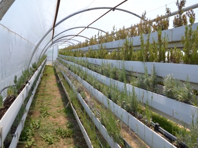 Bitkiler ilaç sanayisinde kullanılacak