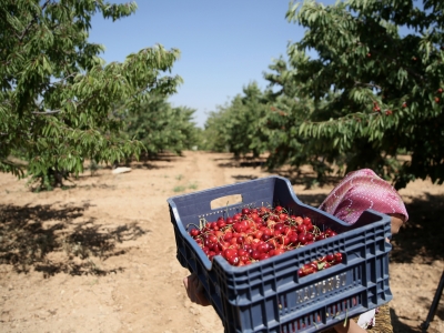 “Kırmızı altın” yurt dışından talep görüyor