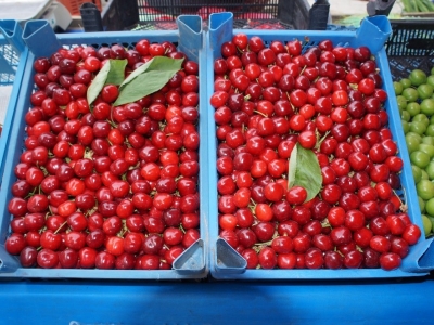 Lapseki kirazı tanıtıldı