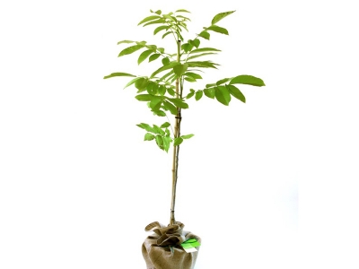 Tarıma cevizli destek