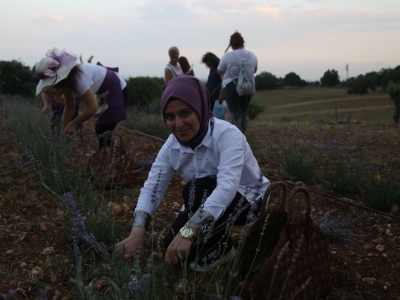 Adana’da lavanta hasat töreni