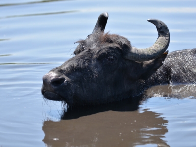 Kayserili üreticiler kaliteli manda sütü elde ediyor