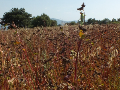 Kadın çiftçiler için proje