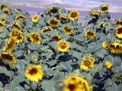 Son yağışlar verim ve kaliteyi arttırdı