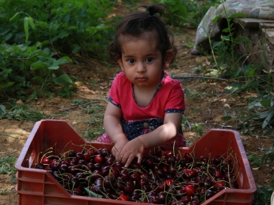 Torosların kirazı çok değerli