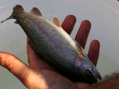 Osman alabalığı koruma altına alınacak