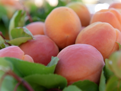 Elbistan kayısı üretiminde ben de varım diyor