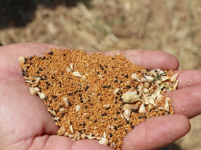 Denizli’de ketencik hasadı yapıldı