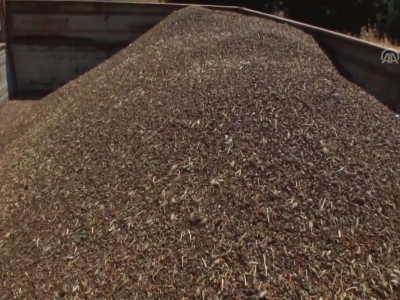 25 kadın çiftçi ilk defa karabuğday yetiştirdi