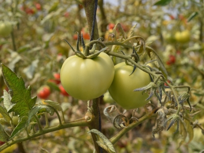 Kadın çiftçiler domates üretiyor, hayatları değişiyor