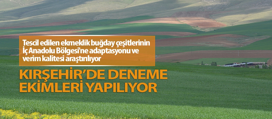 Kuraklığa dayanıklı ekmeklik buğday