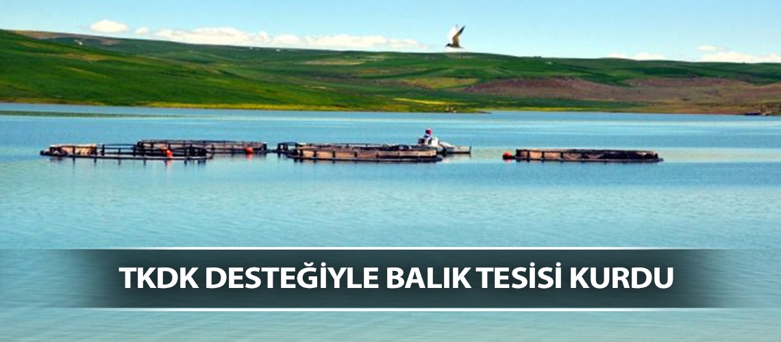 Muş’ta 200 ton alabalık üretiyor