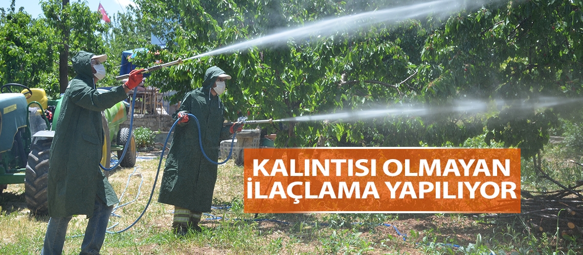 Dalbastı kirazına sağlıklı ilaçlama