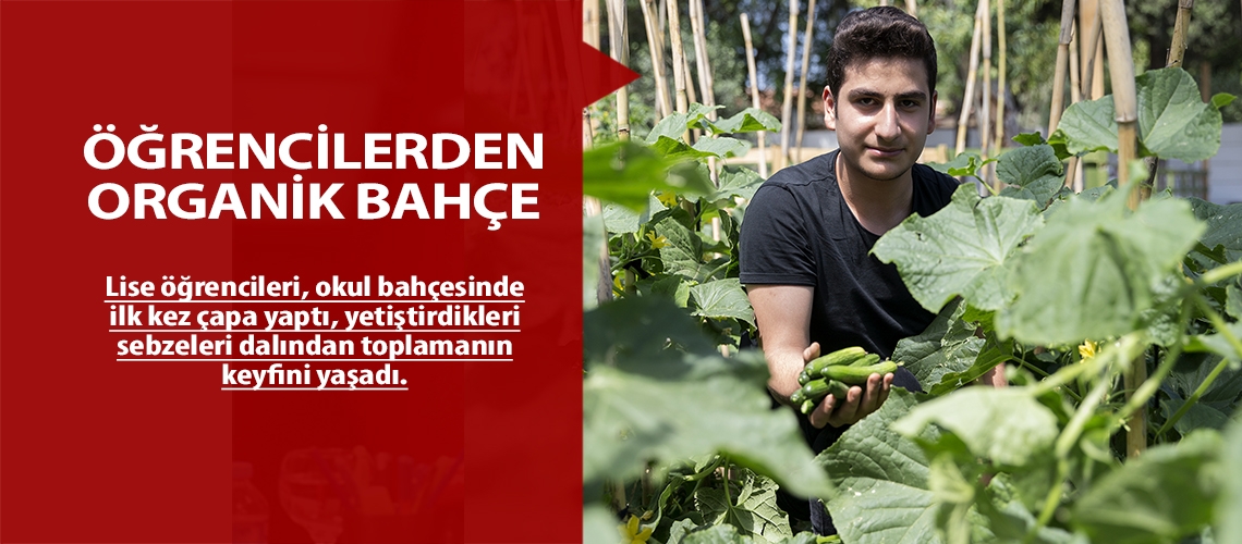 Okulda organik sebze yetiştiriyorlar