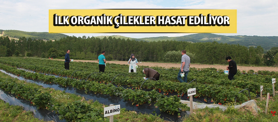 Bu çilek bahçeleri kadınların eseri