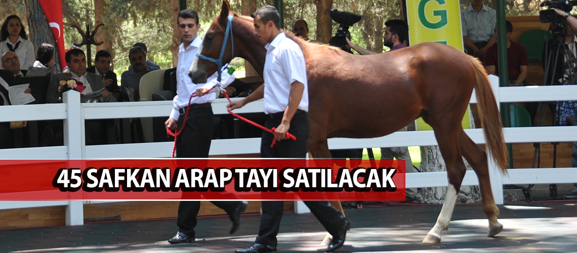 Şampiyon atlar sahiplerini arıyor