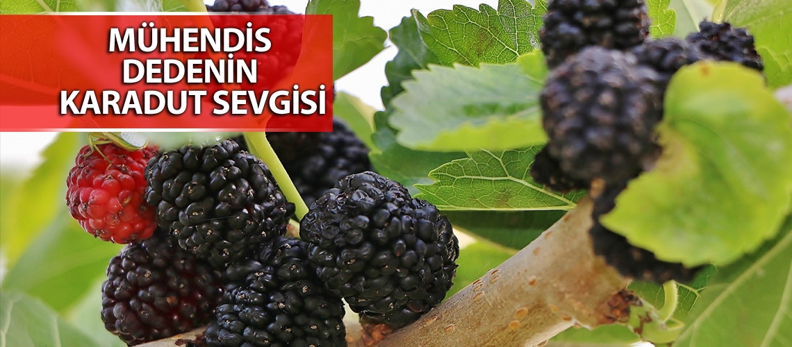 Karadut sevdalısı dede