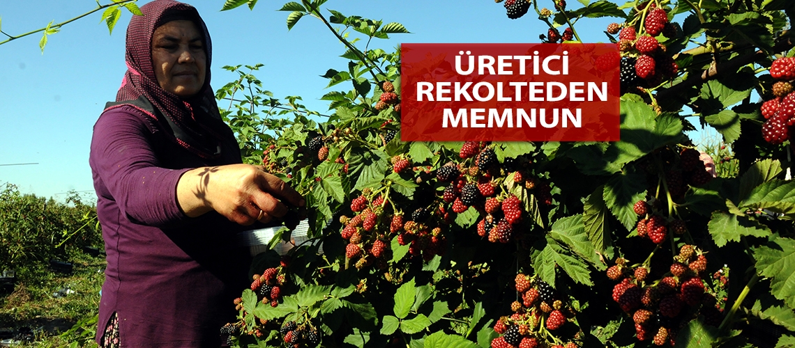 Hububata alternatif böğürtlen hasadı