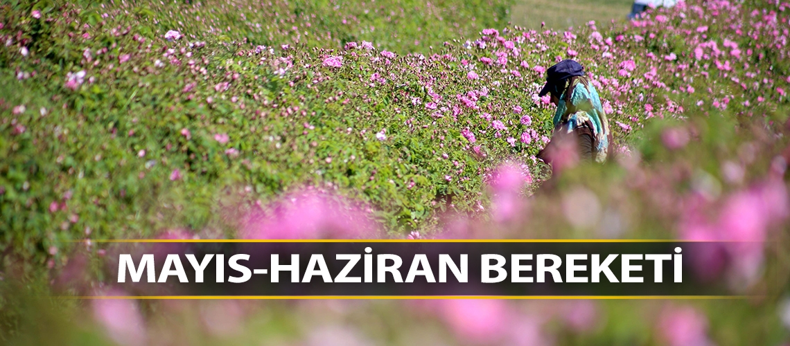 Güle mayıs-haziran bereketi