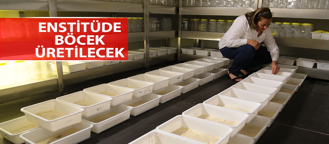 Giderleri böceklerden sağlanacak