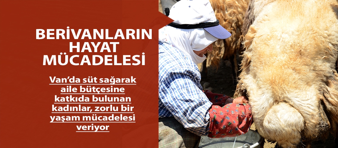 Berivanların hayat mücadelesi