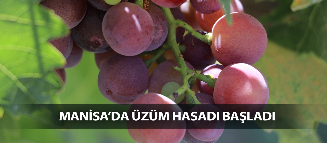Üzümde erkenci hasat