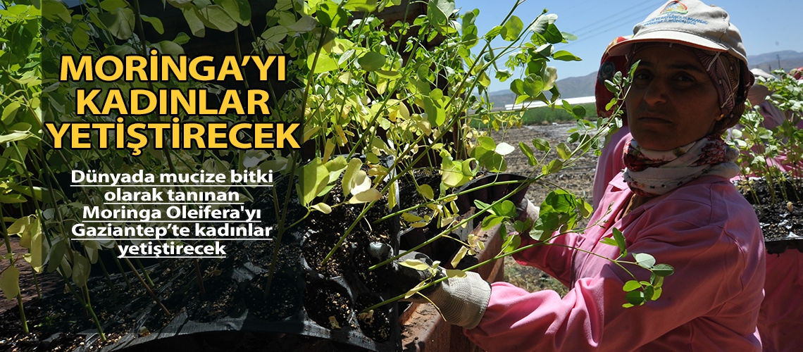 Mucize bitki Gaziantep’te yetişecek