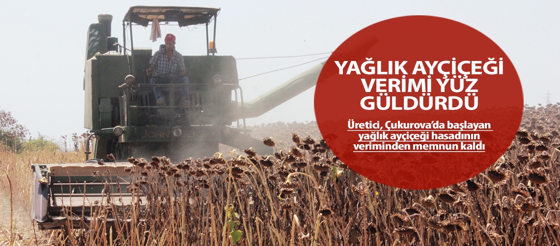 Yağlık ayçiçeği verimi yüz güldürdü