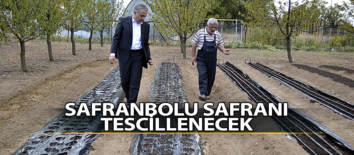 Safranın üretim maliyeti düşecek