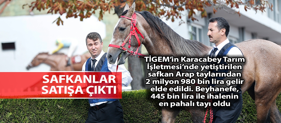 Safkan Arap taylarından 3 milyon lira gelir