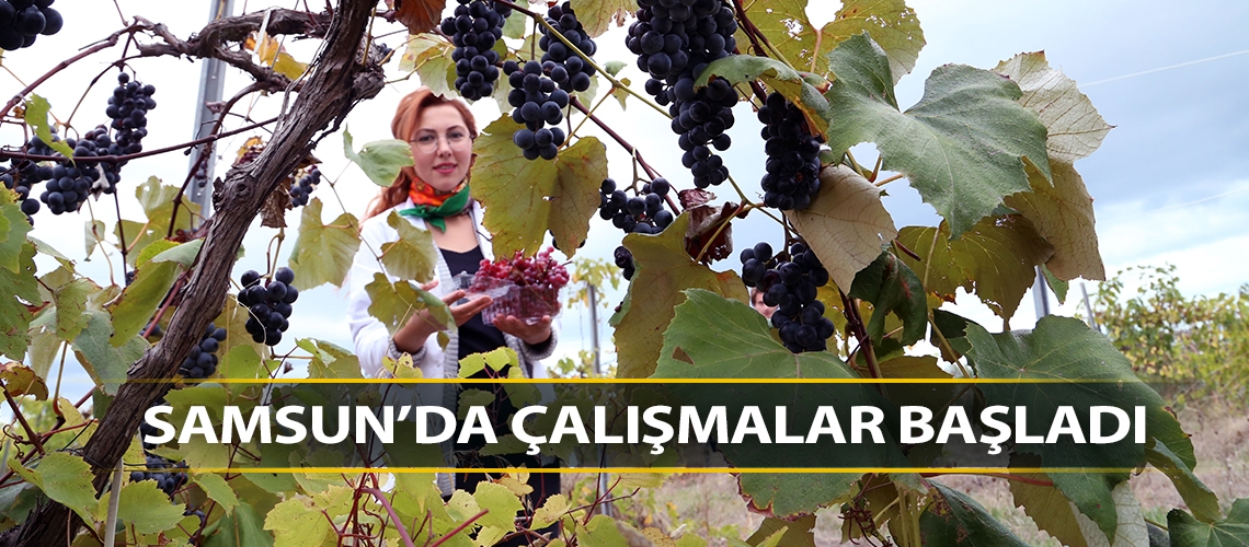 Rize'nin kokulu kara üzümleri 