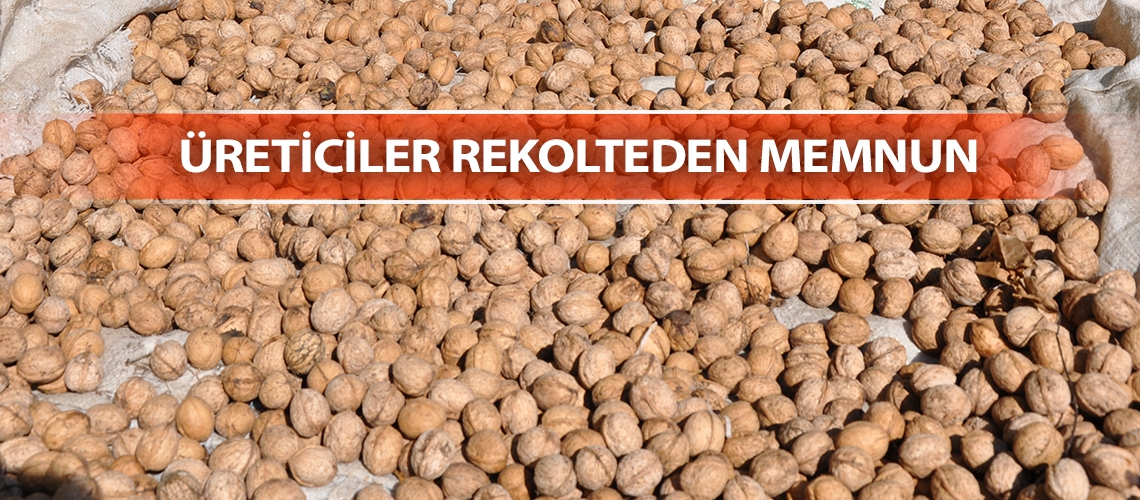 Gümüşhane’de ceviz hasadı başladı